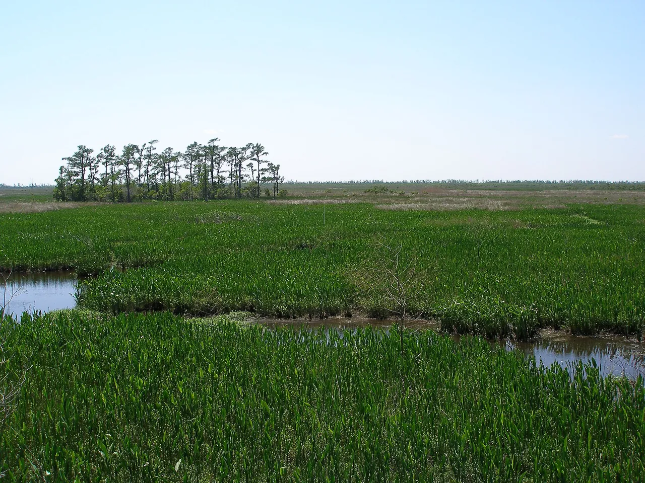 Marais de Louisiane