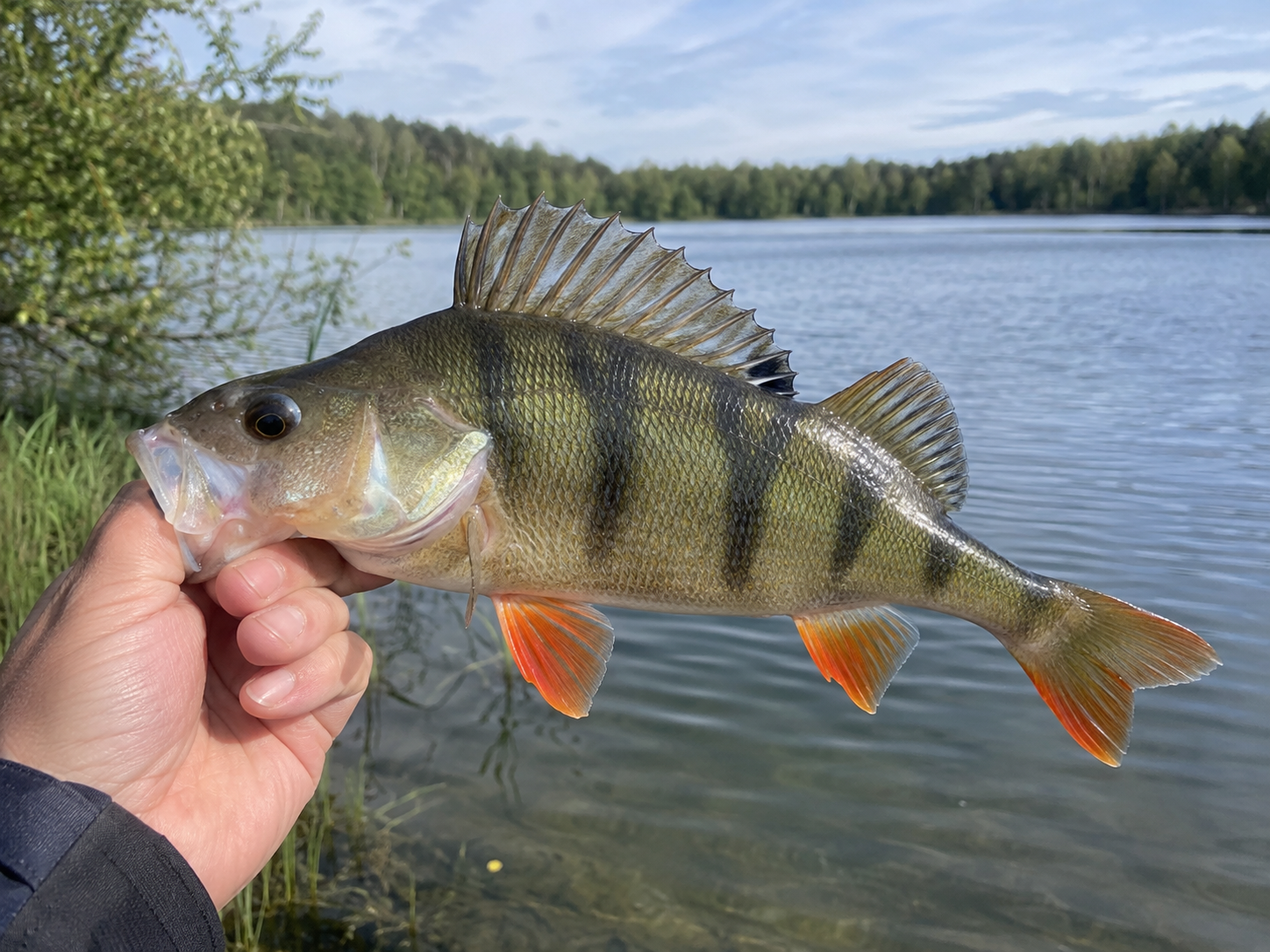AI-generated European Perch gallery example