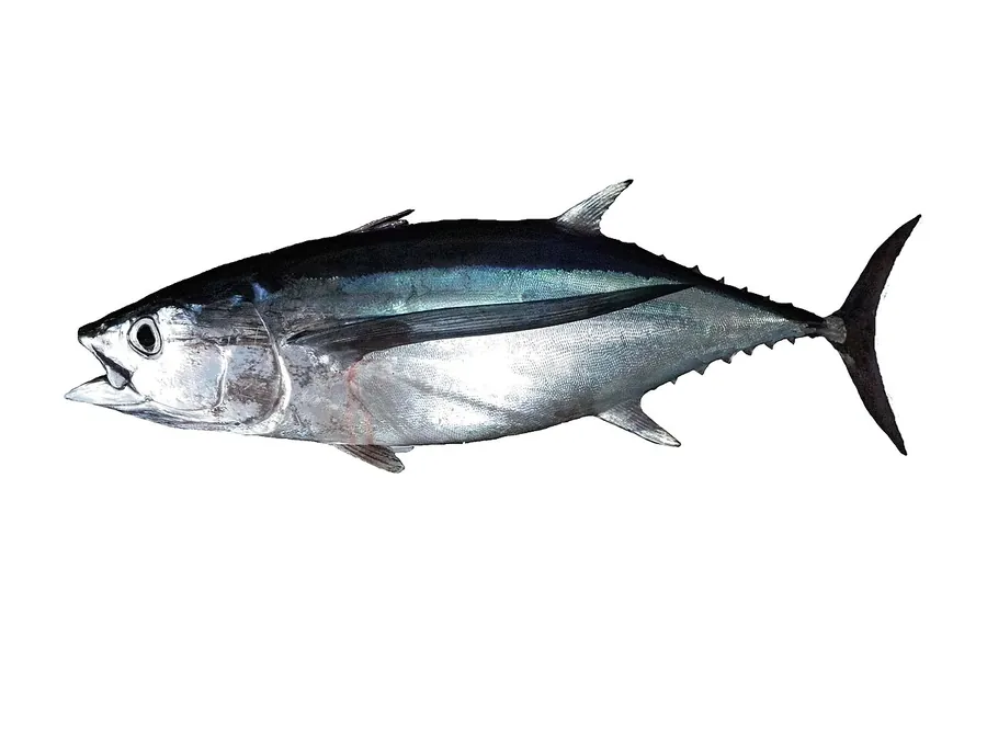 Atum voador (Thunnus alalunga)