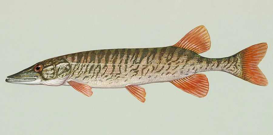Lúcio-americano (Esox americanus)