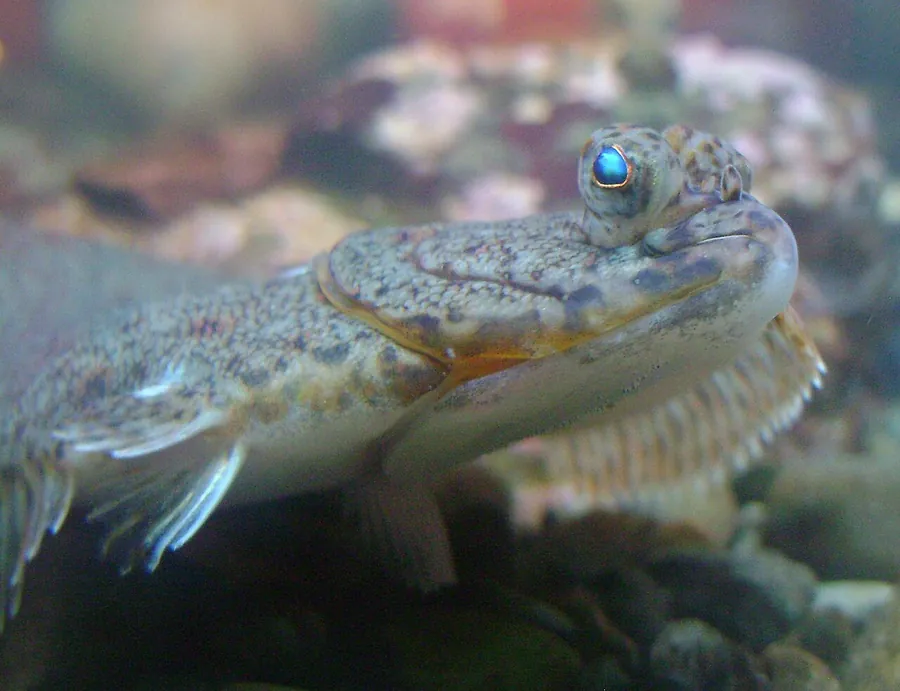 سمك موسى الأمريكي (Hippoglossoides platessoides)
