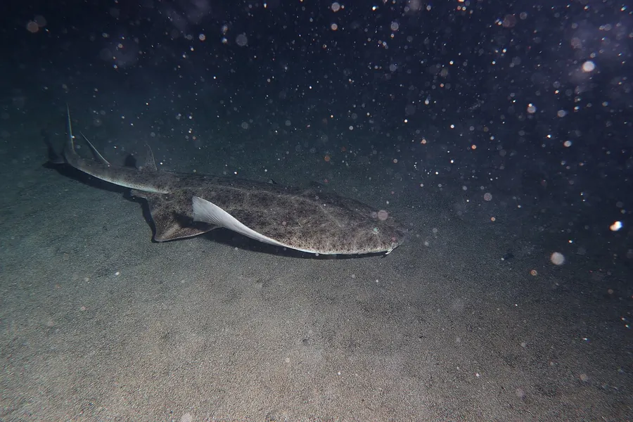 Requin-ange (Squatina squatina)