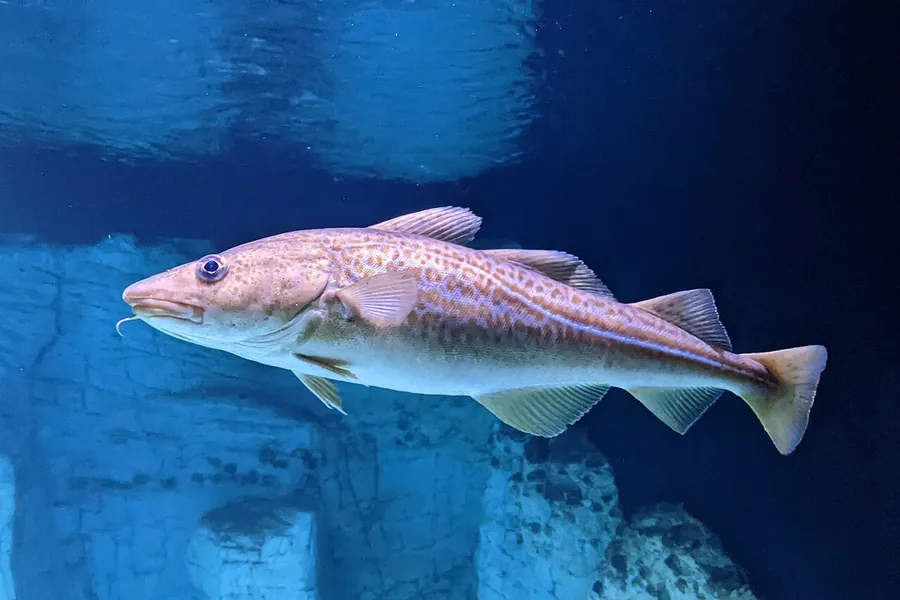 Bacalhau do Atlântico (Gadus morhua)