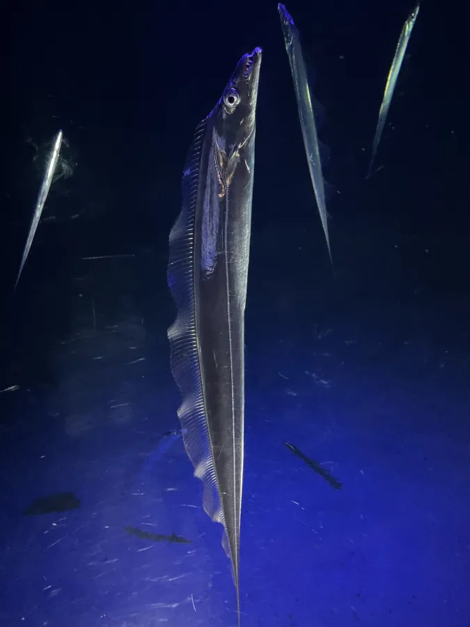 Peixe-espada-do-atlântico (Trichiurus lepturus)
