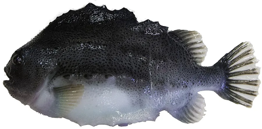 Атлантический плюмбер (Cyclopterus lumpus)