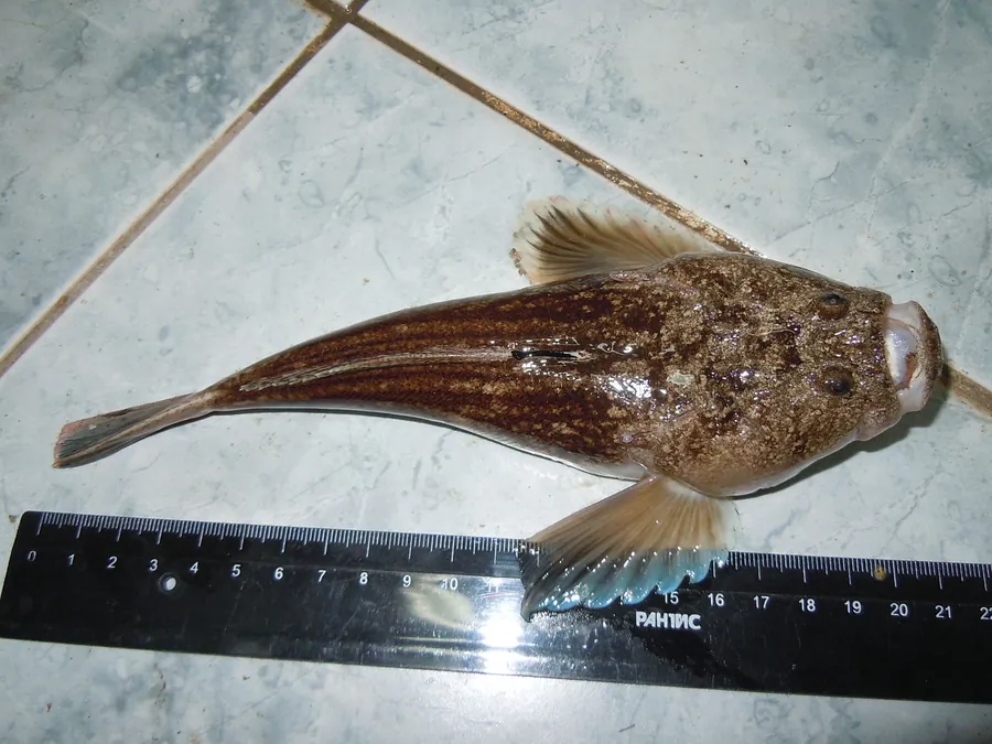 مراقب النجوم الأطلسي (Uranoscopus scaber)