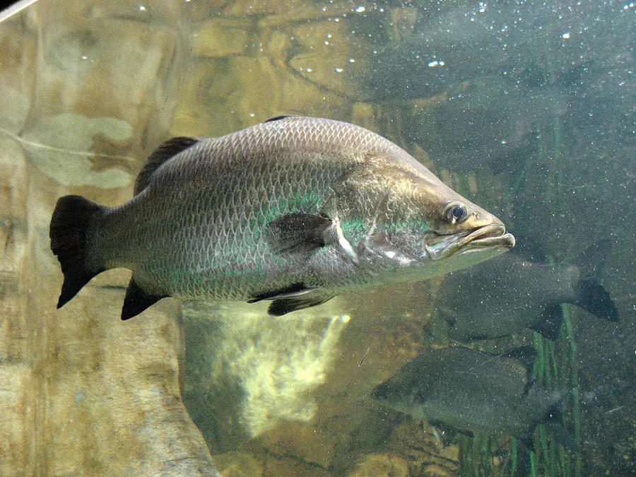 Barramundi (Lates calcarifer)