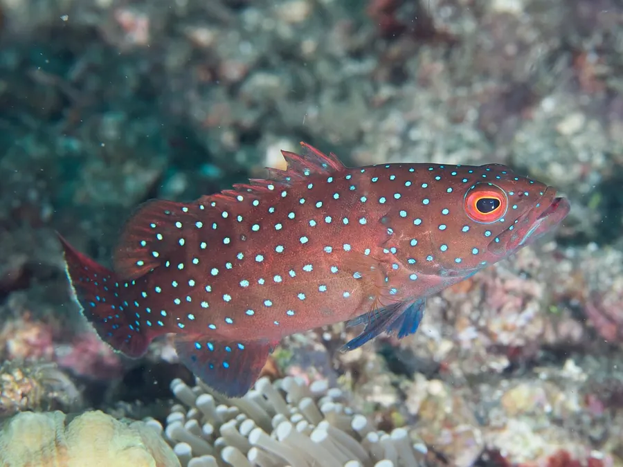 Garoupa-coral-barrada (Plectropomus maculatus)