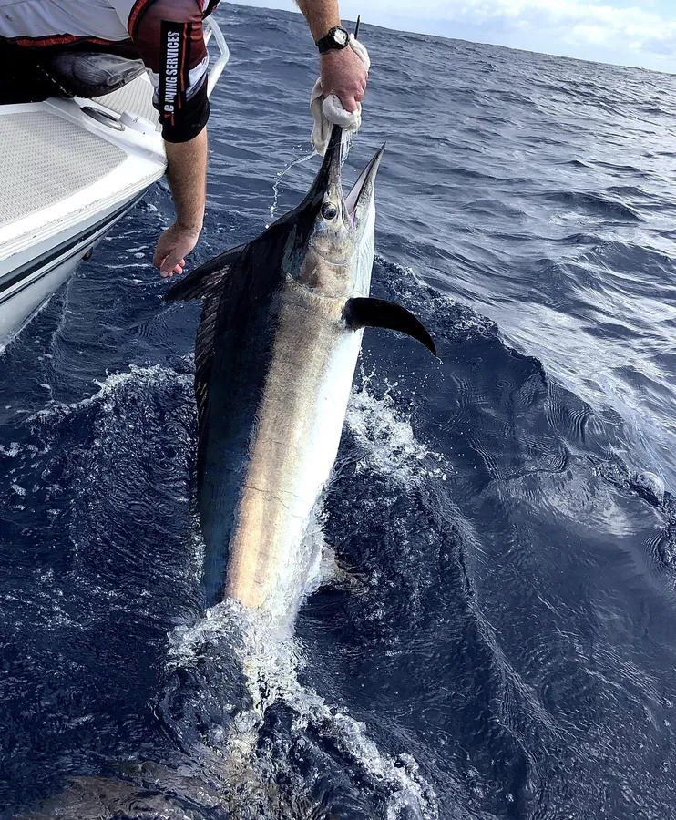 Black Marlin (Istiompax indica)