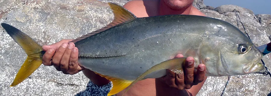 Carapau-de-ponta-preta (Caranx heberi)
