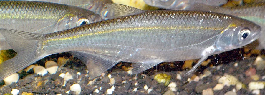 Schwarzer Waldbrand (Alburnus alburnus)