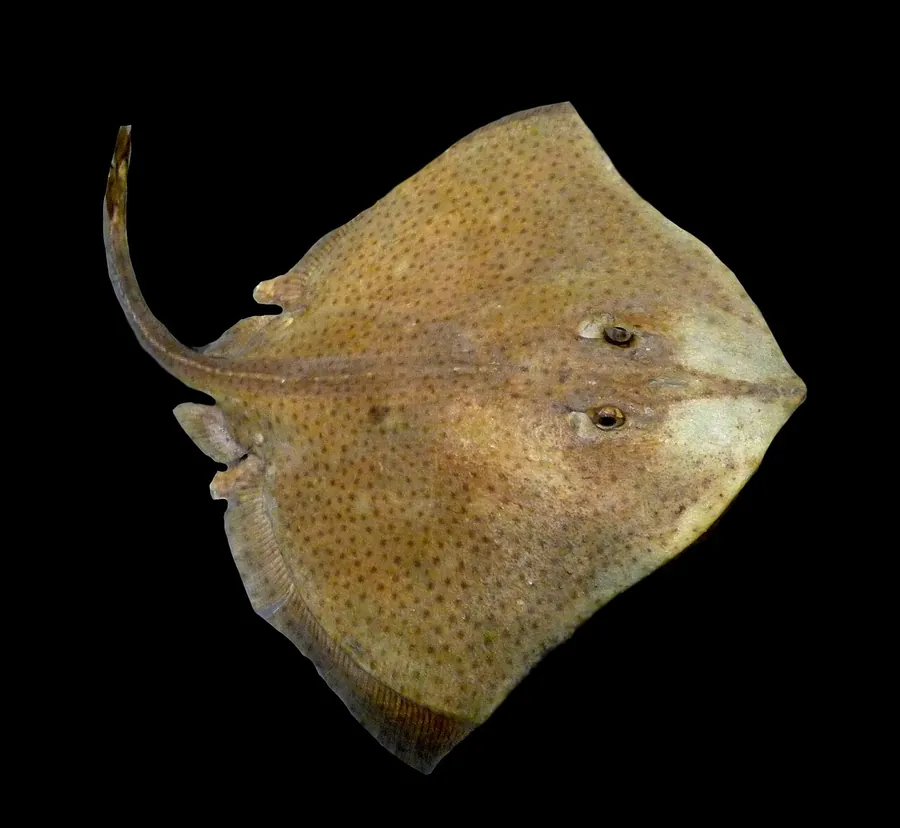Blonde Ray (Raja brachyura)