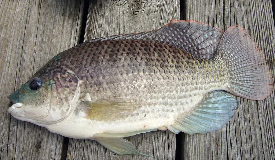 البلطي الأزرق (Oreochromis aureus)