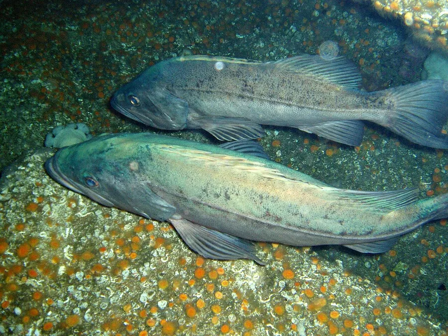 Bocaccio (Sebastes paucispinis)