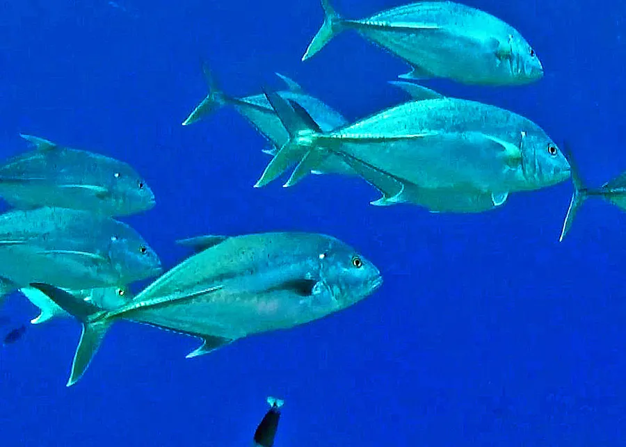 Caranx papuensis (caravelho-de-bronze)