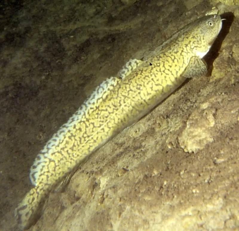 Burbot (Lota lota)