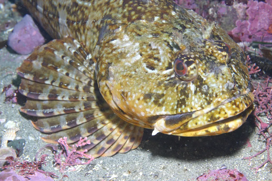 Cabezón (Scorpaenichthys marmoratus)