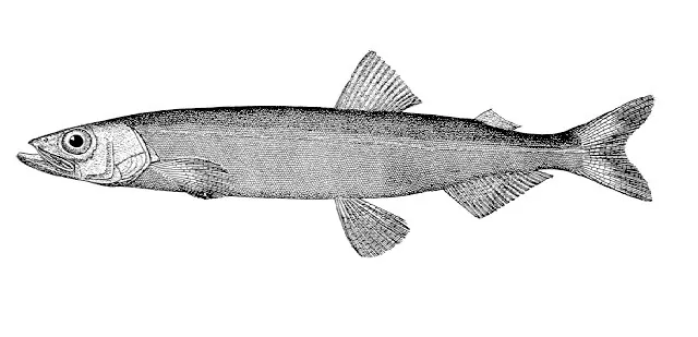 Capelán (Mallotus villosus)