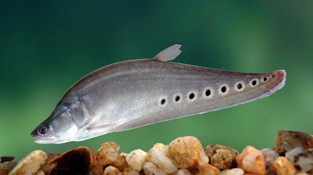 Peixe-faca-palhaço (Chitala ornata)