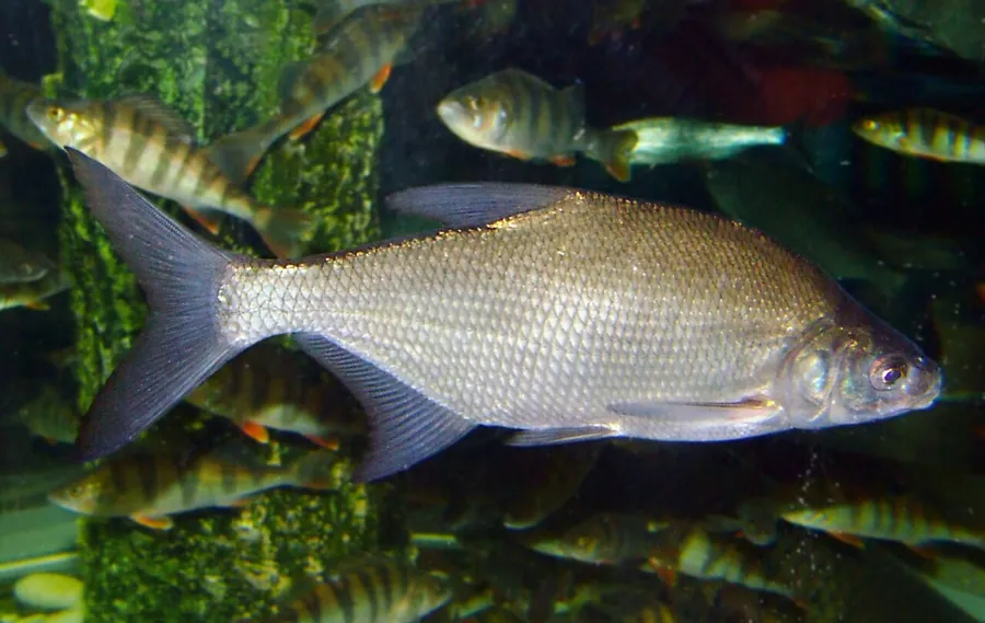 Brème commune (Abramis brama)