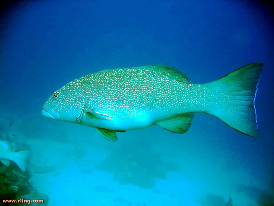 Trucha Coral (Plectropomus leopardous)