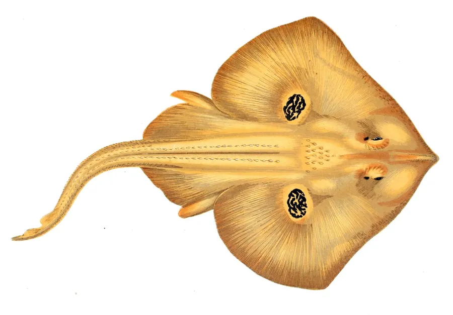 Raya cuco (Leucoraja naevus)