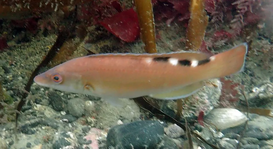 Cuckoo Wrasse (Labrus mixtus)
