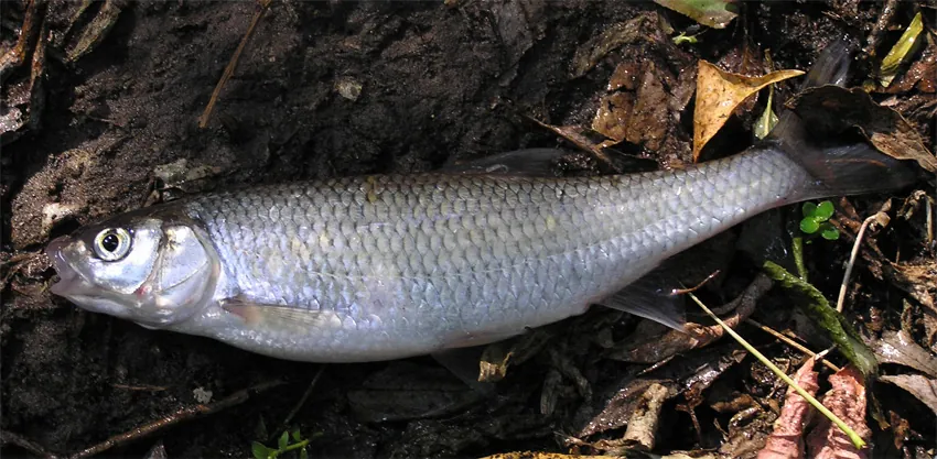 Dace (Leuciscus leuciscus)