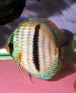 Disco (Symphysodon discus)