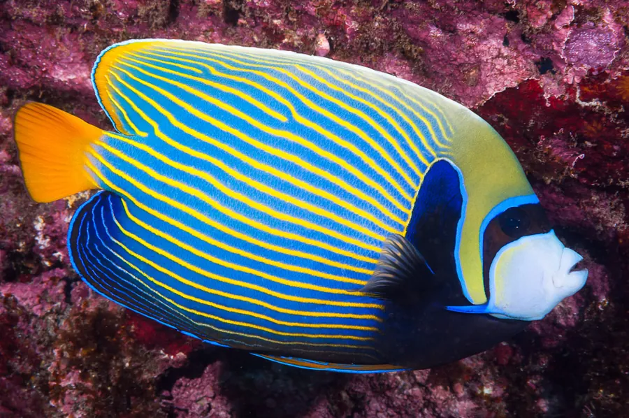 Peixe-anjo-imperador (Pomacanthus imperator)