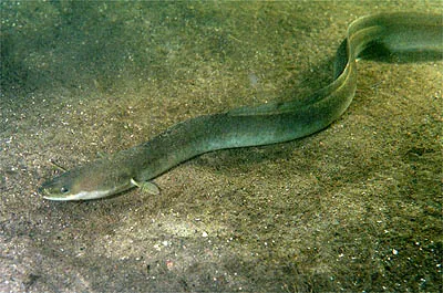 ثعبان البحر الأوروبي (Anguilla anguilla)