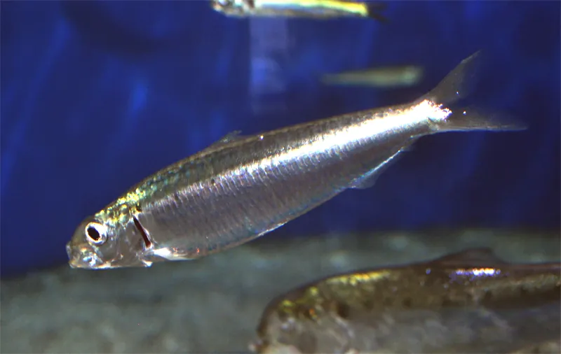 European Pilchard (Sardina pilchardus)