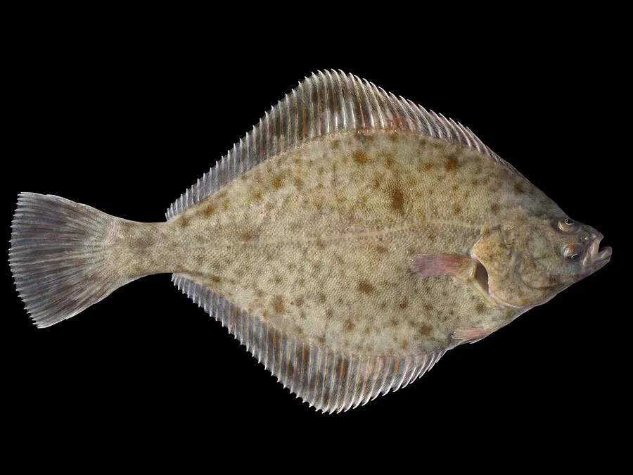 Linguado (europeu) (Platichthys flesus)