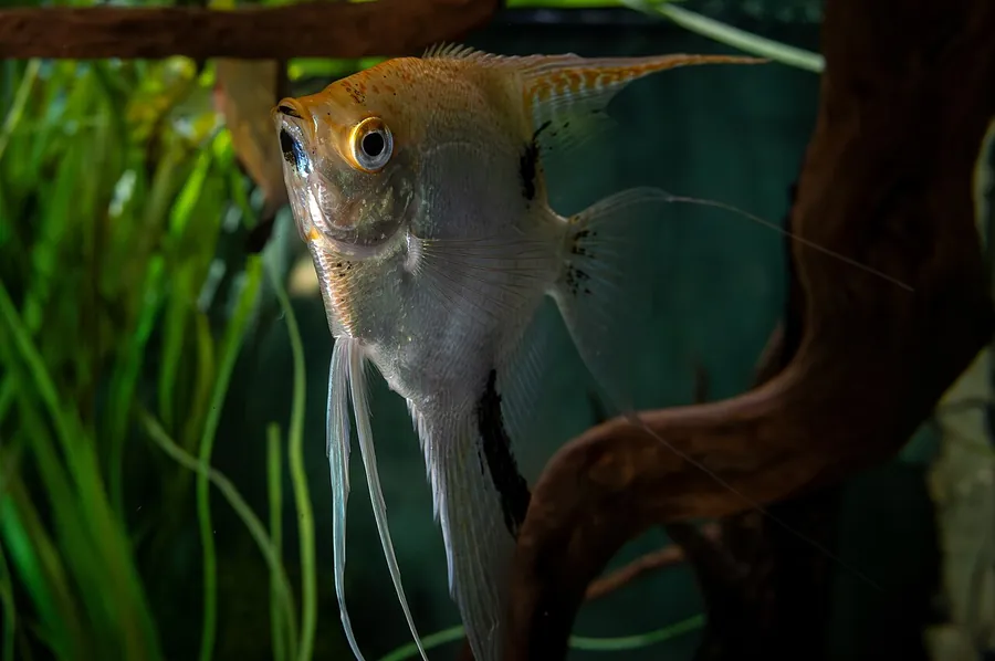 Freshwater Angelfish (Pterophyllum scalare)