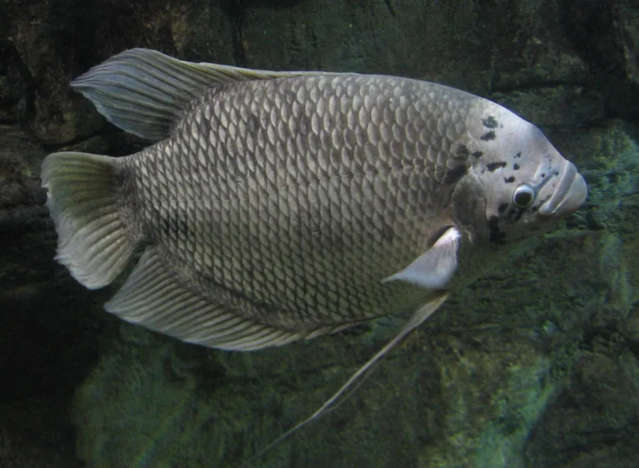 الجورامي العملاق (Osphronemus goramy)