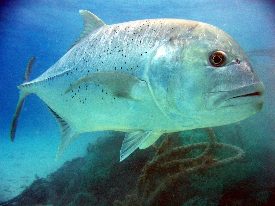 العملاق تريفالي (GT) (Caranx ignobilis)
