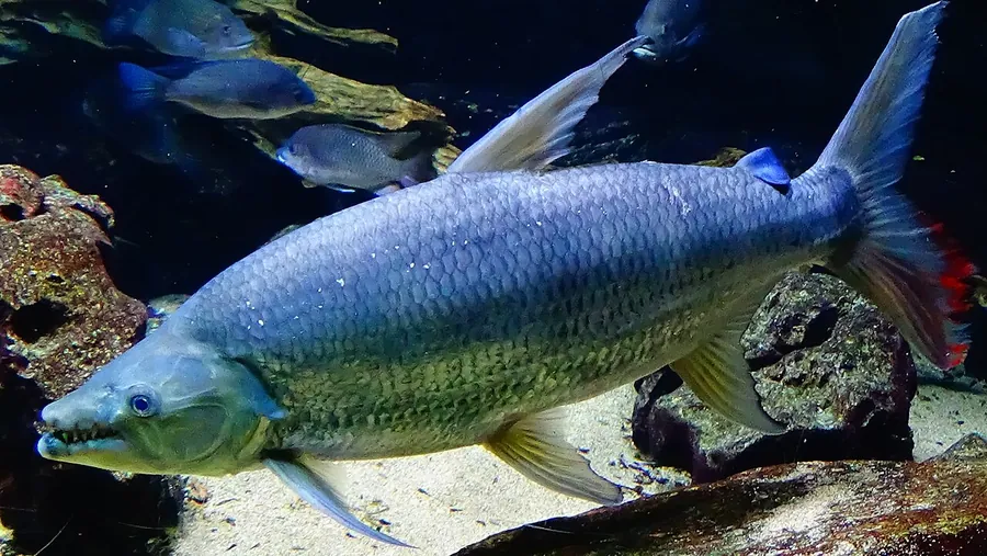 Pez tigre Goliat (Hydrocynus goliath)