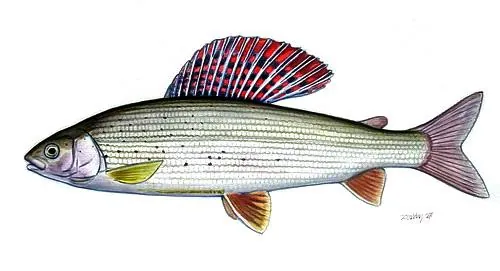 Timalídeo (europeu) (Thymallus thymallus)
