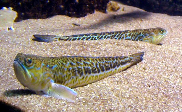 Greater Weever (Trachinus draco)