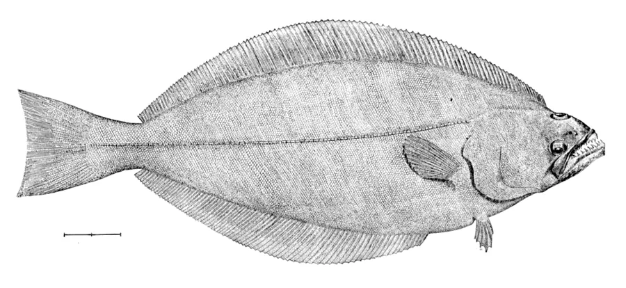 Grönlandheilbutt (Reinhardtius hippoglossoides)