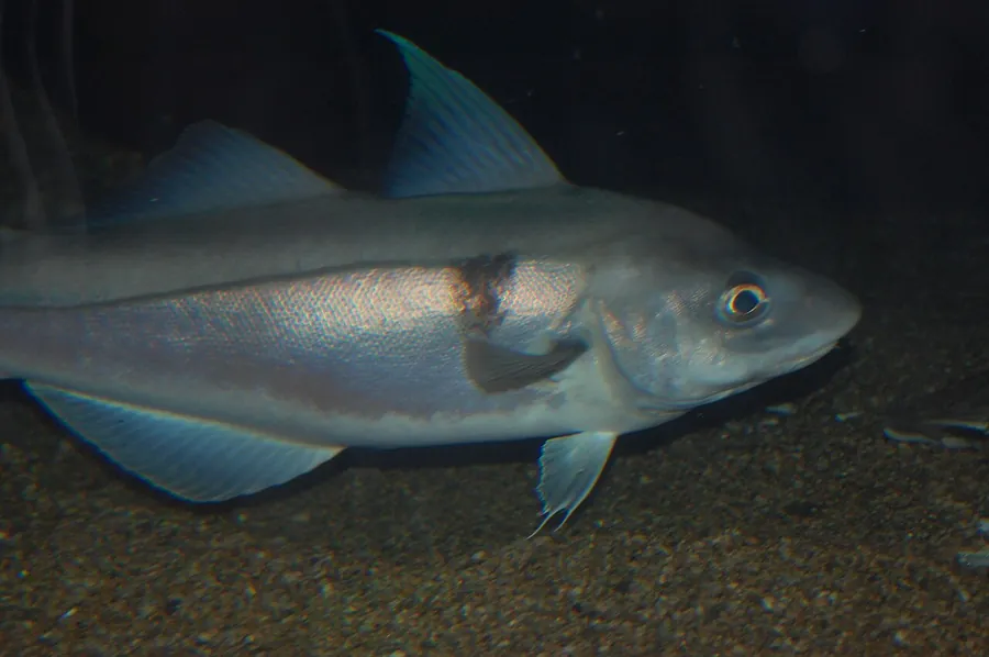 Eglefino (Melanogrammus aeglefinus)