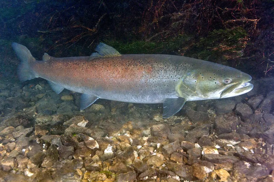 Huchen (salmón del Danubio) (Hucho hucho)