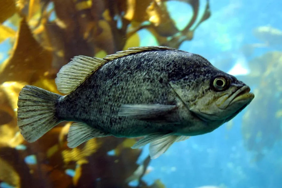 Rockfish de algas (Sebastes atrovirens)