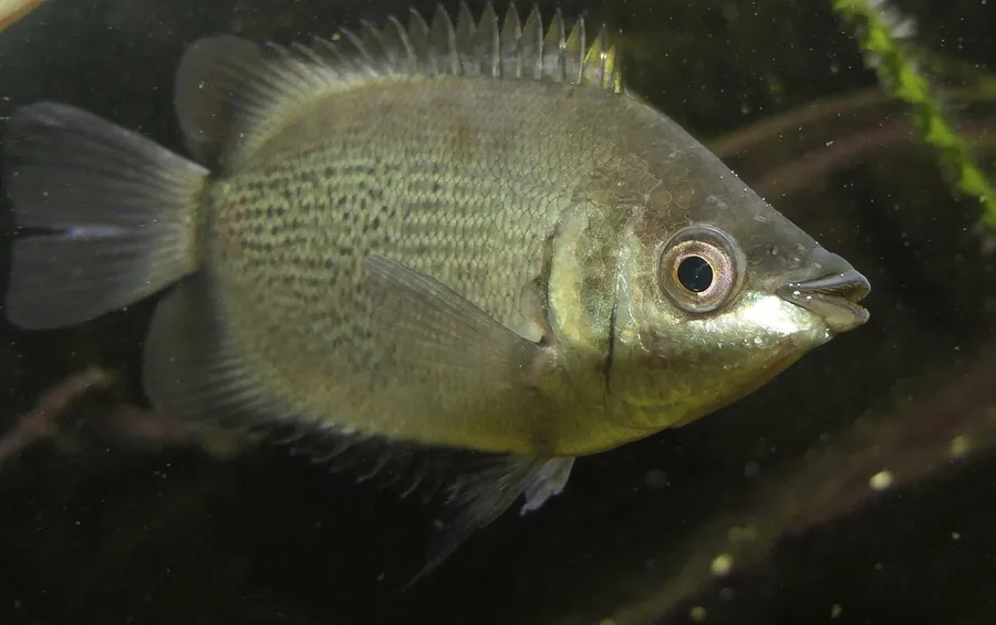 تقبيل الجورامي (Helostoma temminckii)