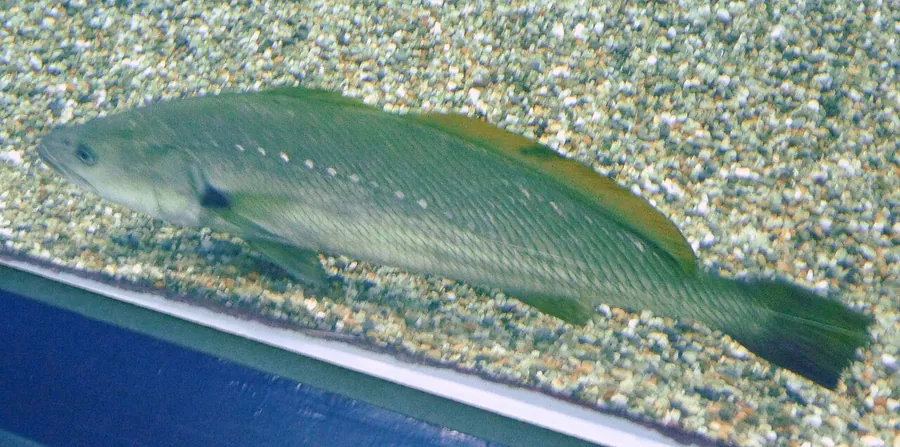 Kob (Dusky/Spotted) (Argyrosomus japonicus)