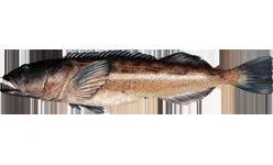 Lengdorsch (Ophiodon elongatus)
