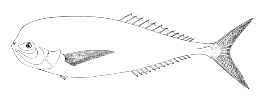 Louvar (Luvarus imperialis)