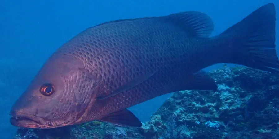 مانجروف جاك (Lutjanus argentimaculatus)