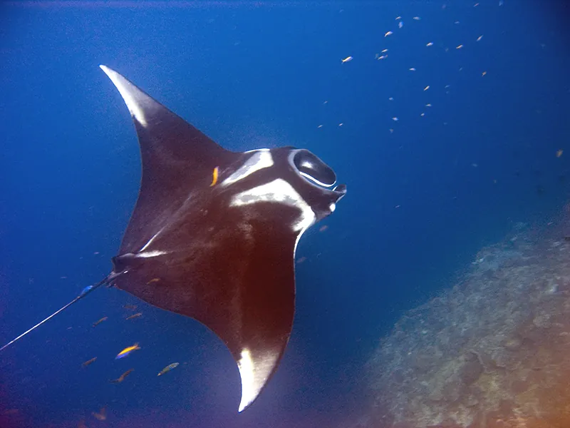 Manta raya (Mobula birostris)