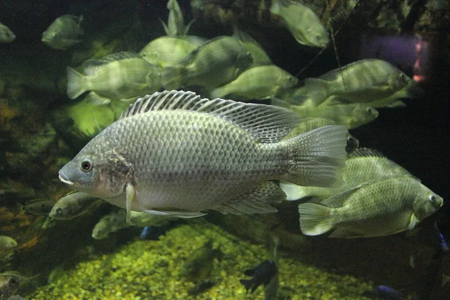 Мозамбикская Тилапия (Oreochromis mossambicus)